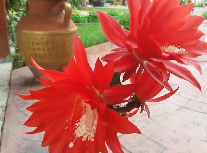 Alba Family Club Отель 2*