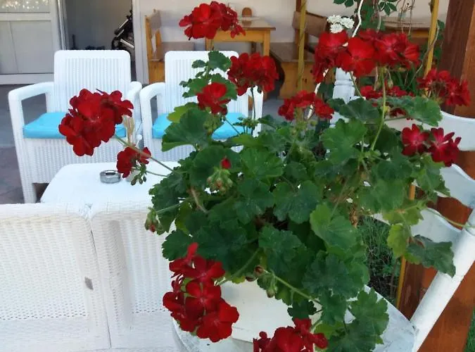 Alba Family Club Отель