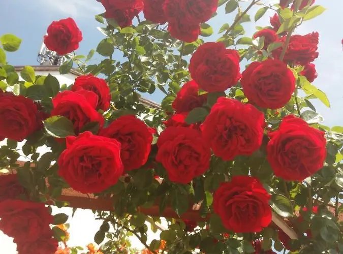 Alba Family Club Отель 2*